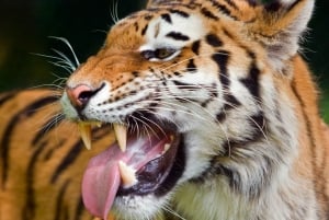 Delhistä: Yksityinen 3 päivän Ranthambore-tiikerisafari