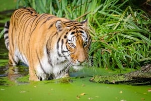 Delhistä: Yksityinen 3 päivän Ranthambore-tiikerisafari