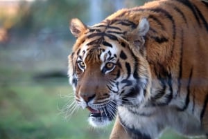 Delhistä: Yksityinen 3 päivän Ranthambore-tiikerisafari