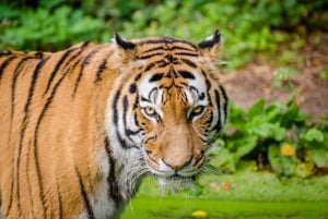 Delhistä: Yksityinen 3 päivän Ranthambore-tiikerisafari