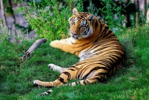 Delhistä: Yksityinen 3 päivän Ranthambore-tiikerisafari