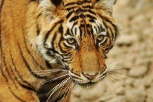 Delhistä: Yksityinen 3 päivän Ranthambore-tiikerisafari