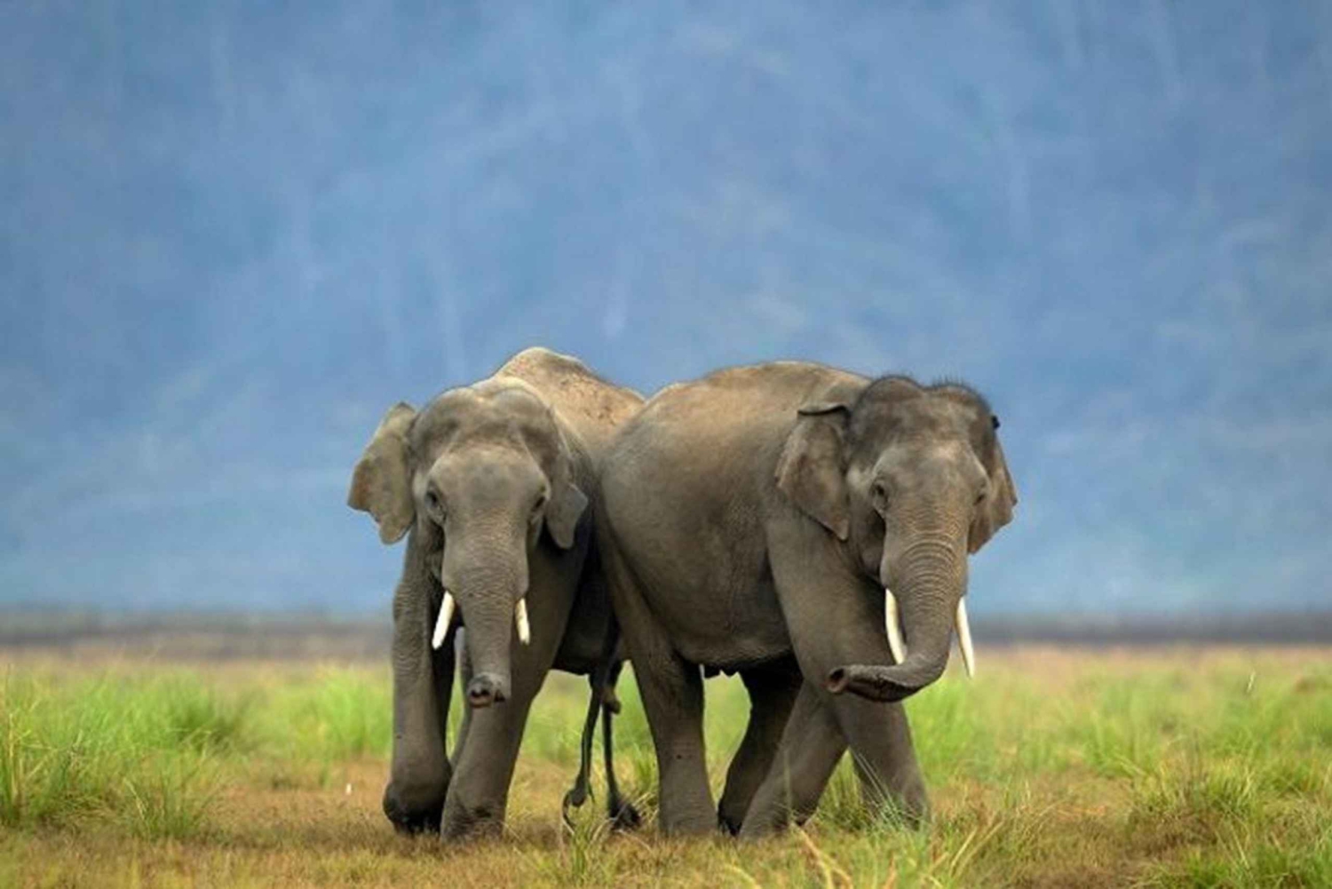 Vanuit Delhi: Wildlife safari op dezelfde dag in Sriska en Jhalna