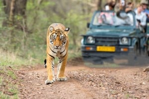 Fra Delhi: Wildlife Safari samme dag ved Sriska og Jhalna