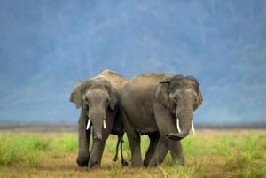 Fra Delhi: Wildlife Safari samme dag ved Sriska og Jhalna