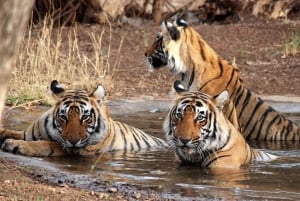 Fra Delhi: Wildlife Safari samme dag ved Sriska og Jhalna