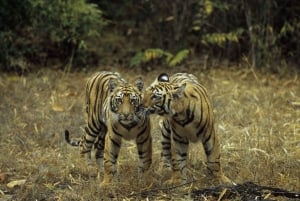 Fra Delhi: Wildlife Safari samme dag ved Sriska og Jhalna