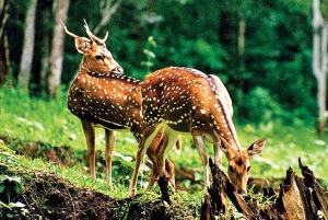 Fra Delhi: Wildlife Safari samme dag ved Sriska og Jhalna