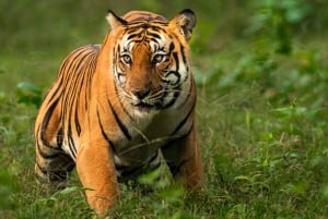 Fra Delhi: Wildlife Safari samme dag ved Sriska og Jhalna