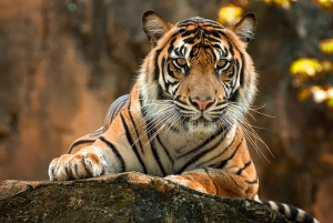 Fra Delhi: Wildlife Safari samme dag ved Sriska og Jhalna