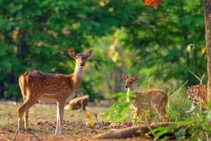 Fra Delhi: Wildlife Safari samme dag ved Sriska og Jhalna