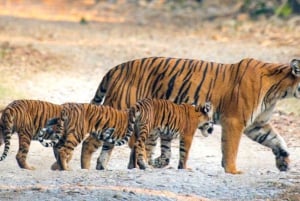 Fra Delhi: Wildlife Safari samme dag ved Sriska og Jhalna