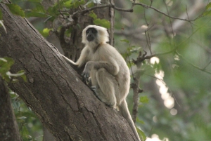 Fra Delhi: Wildlife Safari samme dag ved Sriska og Jhalna