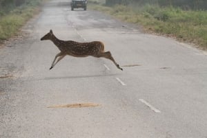 Fra Delhi: Wildlife Safari samme dag ved Sriska og Jhalna
