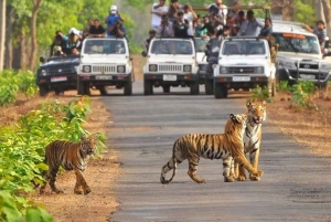 Vanuit Delhi: Wildlife safari op dezelfde dag in Sriska en Jhalna