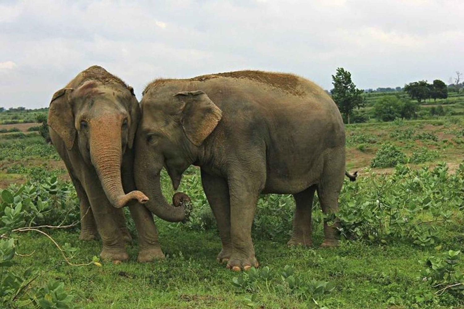 Da Delhi: Tour all'alba al Taj Mahal con Elephant SOS Center