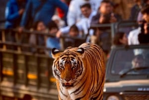 Au départ de Jaipur : 2 jours et 1 nuit de safari des tigres de Ranthambore