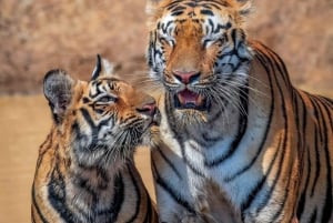 Au départ de Jaipur : 2 jours et 1 nuit de safari des tigres de Ranthambore
