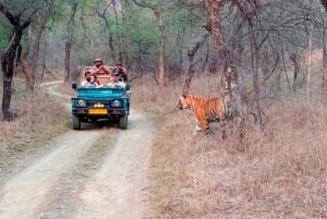 Au départ de Jaipur : 2 jours et 1 nuit de safari des tigres de Ranthambore