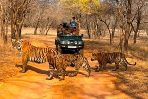 Au départ de Jaipur : 2 jours et 1 nuit de safari des tigres de Ranthambore