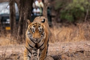 Au départ de Jaipur : 2 jours et 1 nuit de safari des tigres de Ranthambore