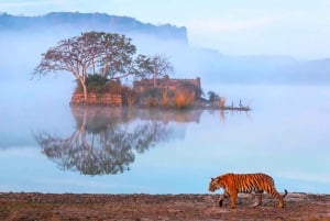 Au départ de Jaipur : 2 jours et 1 nuit de safari des tigres de Ranthambore