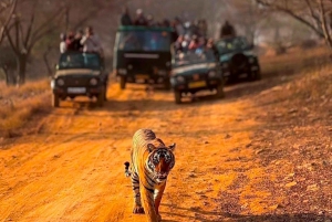 Au départ de Jaipur : 2 jours et 1 nuit de safari des tigres de Ranthambore