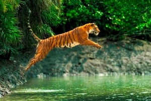 Au départ de Jaipur : 2 jours et 1 nuit de safari des tigres de Ranthambore