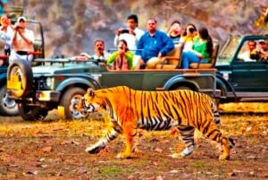 Au départ de Jaipur : 2 jours et 1 nuit de safari des tigres de Ranthambore