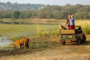 Da Jaipur : Tour di 2 giorni di safari delle tigri di Ranthambore in auto