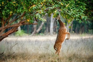 Da Jaipur : Tour di 2 giorni di safari delle tigri di Ranthambore in auto