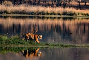 Da Jaipur : Tour di 2 giorni di safari delle tigri di Ranthambore in auto