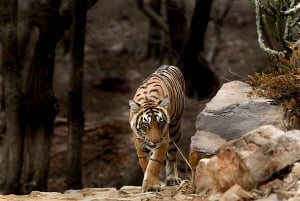 Da Jaipur : Tour di 2 giorni di safari delle tigri di Ranthambore in auto