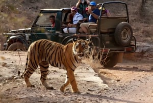 Da Jaipur : Tour di 2 giorni di safari delle tigri di Ranthambore in auto