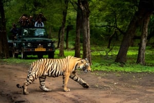 Da Jaipur : Tour di 2 giorni di safari delle tigri di Ranthambore in auto