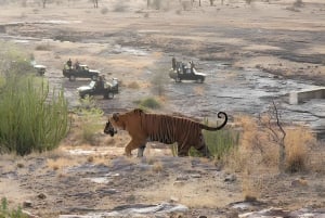 Da Jaipur : Tour di 2 giorni di safari delle tigri di Ranthambore in auto