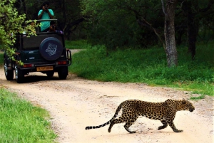 Fra Jaipur: 3-dages Jaipur- og Ranthambore-tur med safari