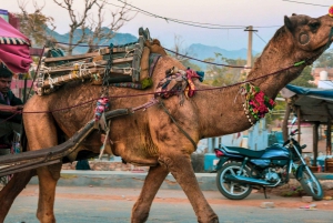 Von Jaipur aus: Ajmer Pushkar Private Tour mit Taxi und Guide