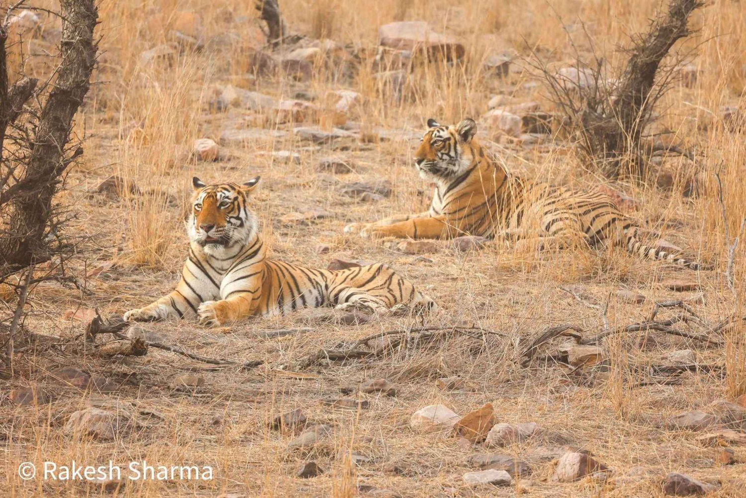 From Jaipur All-Inclusive Ranthambore Tiger Safari Day Tour