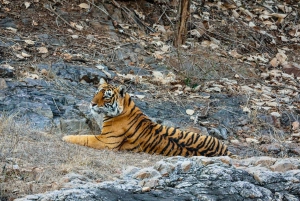 From Jaipur All-Inclusive Ranthambore Tiger Safari Day Tour