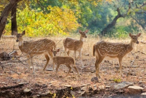 From Jaipur All-Inclusive Ranthambore Tiger Safari Day Tour