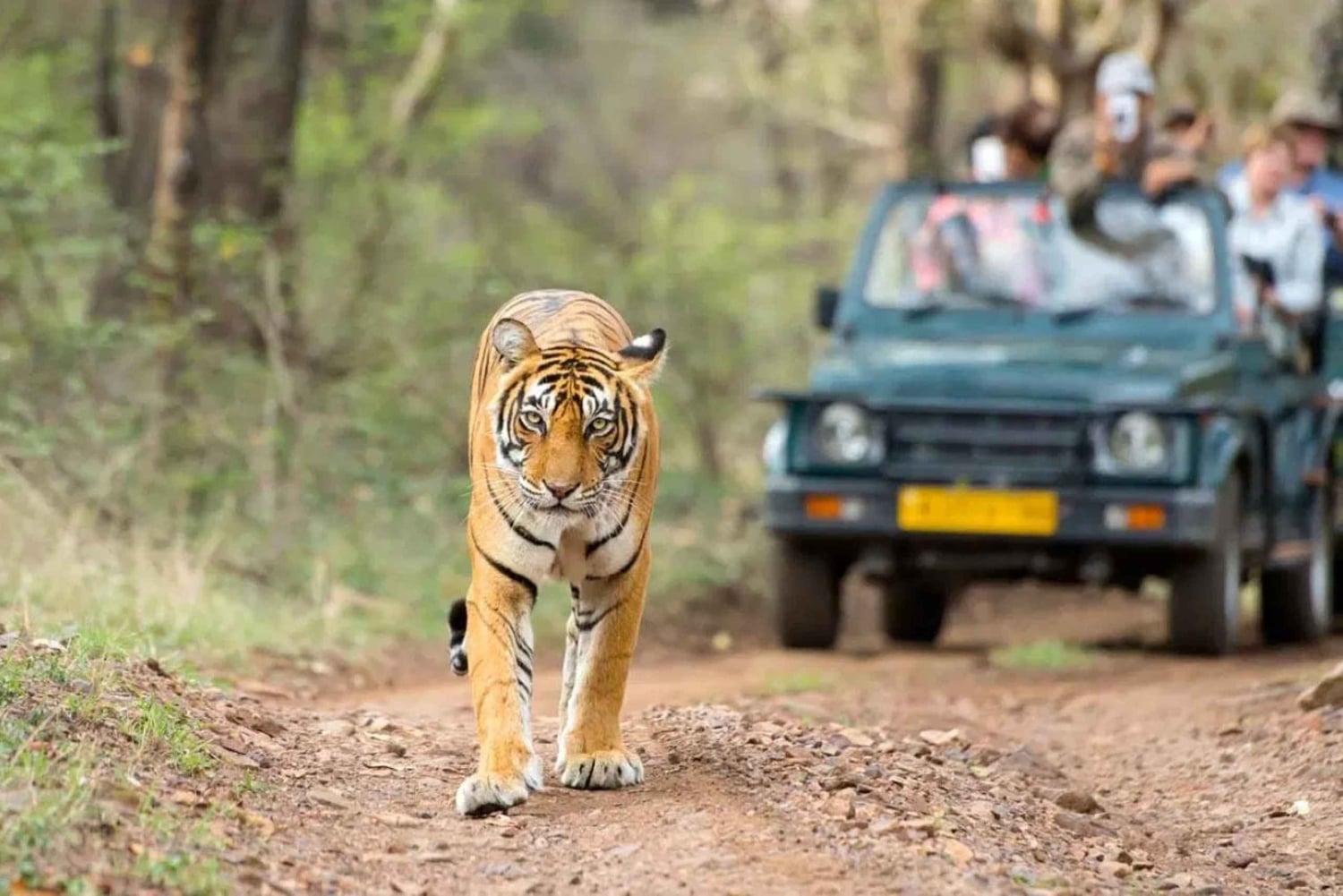 Von Jaipur aus: Erkunde Ranthambore auf einer Tagestour mit Tigersafari