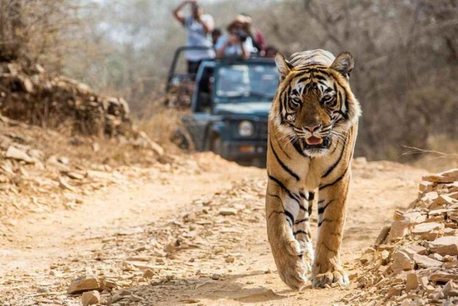 Von Jaipur aus: Erkunde Ranthambore auf einer Tagestour mit Tigersafari
