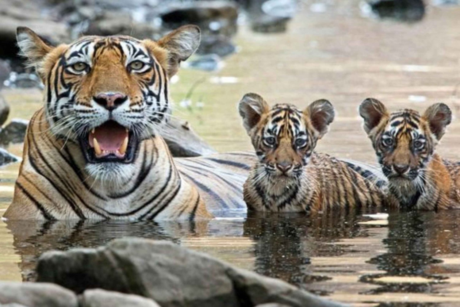 Fra Jaipur: Ranthambore Nationalpark Dagsudflugt med Safari