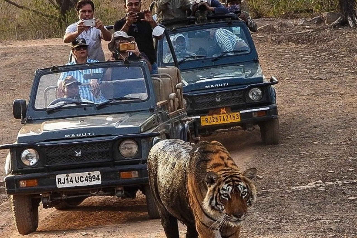 Vanuit Jaipur: Jhalana Leopard & Ranthambore Tiger Safari Tour