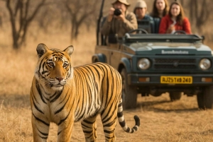 Vanuit Jaipur: Jhalana Leopard & Ranthambore Tiger Safari Tour