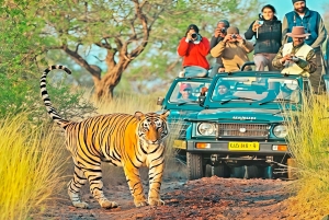 Vanuit Jaipur: Jhalana Leopard & Ranthambore Tiger Safari Tour