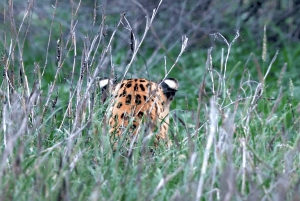 Jaipur: Discover the Hidden Leopards of Jhalana