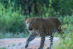 Из Дели: Экскурсия «Восход солнца над Тадж-Махалом» с посещением центра Elephant SOS