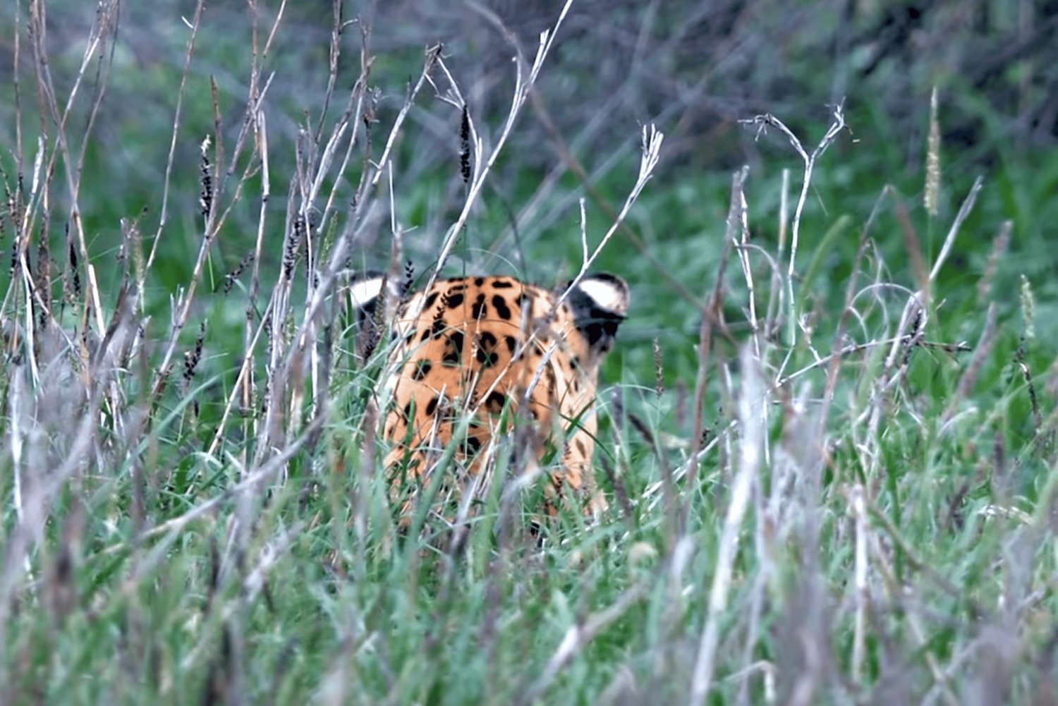 From Jaipur: Jhalana Leopard Safari - Wild Encounters